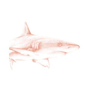 Shark Design - Tea Towel Design