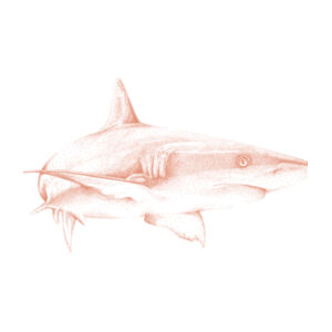 Shark Design - Mens Staple Organic Tee Design